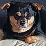 dog, black, tan, pet, animal, lying_down, face, ears, fur, canine, indoor, resting, closeup, muzzle, portrait, cute, domestic_animal, companion, looking, calm