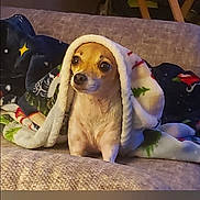 Molly is registered to the contest to win money with this photo: dog, blanket, couch, pet, indoor, small_dog, fur, cozy, festive, animal, wrapped, cute, companion, relaxed, canine, home, comfort, looking, snug, holiday