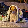 dog, blanket, couch, pet, indoor, small_dog, fur, cozy, festive, animal, wrapped, cute, companion, relaxed, canine, home, comfort, looking, snug, holiday