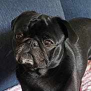 Pugsley is registered to the contest to win money with this photo: dog, pug, black_dog, pet, animal, close_up, face, fur, wrinkles, expression, indoor, blanket, couch, resting, cute, companion, portrait, mammal, domestic_animal, looking