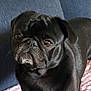dog, pug, black_dog, pet, animal, close_up, face, fur, wrinkles, expression, indoor, blanket, couch, resting, cute, companion, portrait, mammal, domestic_animal, looking