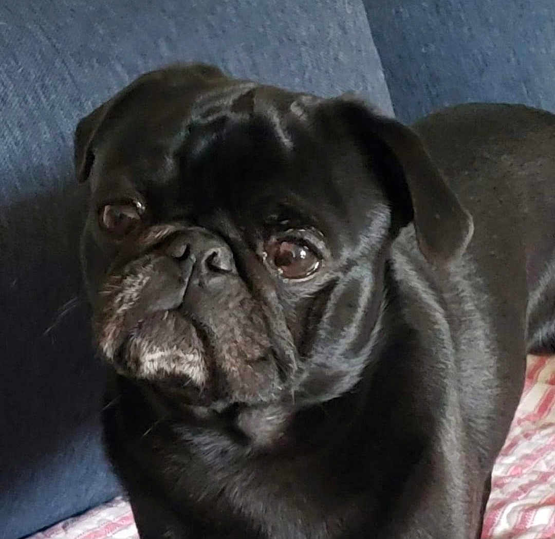 Pugsley