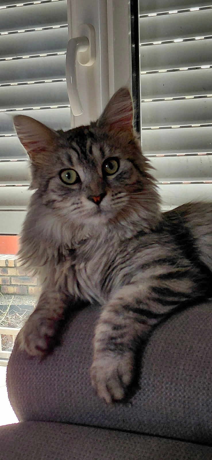 Willow a rejoint le concours — aidez-le/la à gagner de superbes lots ! cat, feline, pet, tabby, long_hair, green_eyes, whiskers, paw, ear, nose, window, blinds, handle, sofa, upholstery, indoor, portrait, close_up, domestic_animal, curiosity