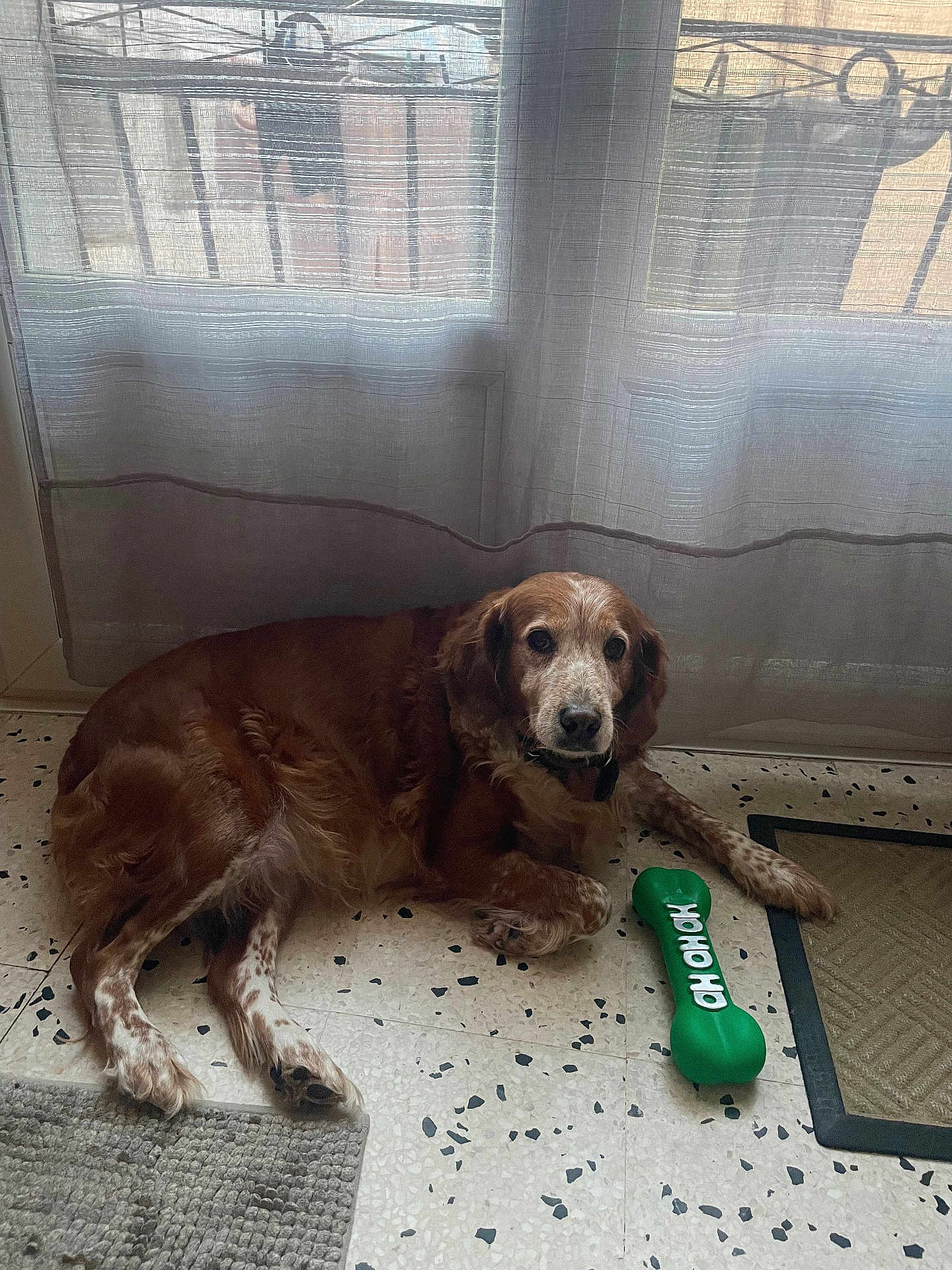Jet a rejoint le concours — aidez-le/la à gagner de superbes lots ! dog, brown, white, toy, bone_shaped_toy, floor, tile_floor, window, curtains, indoor, pet, relaxed, laying_down, animal, companion, fur, paw, collar, light, shadow