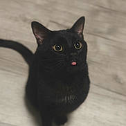 Casper is registered to the contest to win money with this photo: black_cat, cat, pet, animal, tongue_out, floor, indoor, cute, whiskers, ears, tail, fur, looking_up, domestic_cat, mammal, small_paw, close_up, adorable, playful, curious