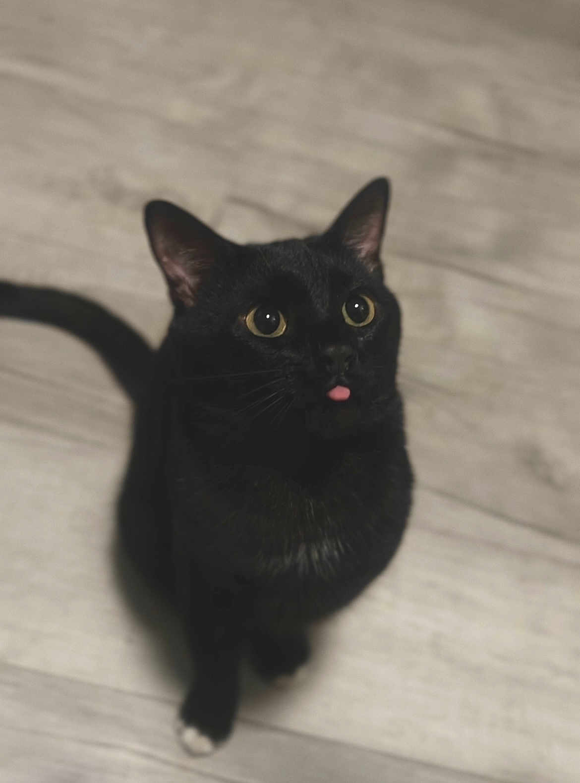 Casper is registered to the contest to win money with this photo: black_cat, cat, pet, animal, tongue_out, floor, indoor, cute, whiskers, ears, tail, fur, looking_up, domestic_cat, mammal, small_paw, close_up, adorable, playful, curious