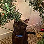 Casper is registered to the contest to win money with this photo: cat, black_cat, pet, indoor, carpet, christmas_tree, holiday, decorations, curious, wide_eyes, collar, blue_collar, feline, animal, closeup, branch, greenery, festive, lighting, wall