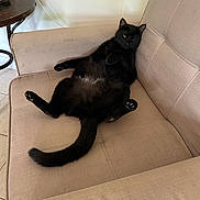 Pluto is registered to the contest to win money with this photo: animal, armchair, beige, black_cat, cat, cozy, cute, domestic_cat, ears, feline, furniture, indoor, lazy, paw, pet, relaxed, resting, sprawled, tail, whiskers