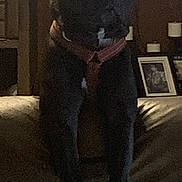 Roscoe is registered to the contest to win money with this photo: animal, black_dog, candles, canine, couch, dark, dog, domestic, furniture, harness, home, indoor, living_room, low_light, pet, picture_frame, quiet, resting, shadow, sitting
