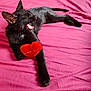 Happy a rejoint le concours — aidez-le/la à gagner de superbes lots ! animal, bed, black_cat, cat, cozy, cute, domestic_cat, feline, fur, heart, indoor, love, paw, pet, pink_bedspread, plush_toy, sleepy, stretching, whiskers, yawning