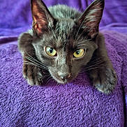 Happy participe au concours pour gagner de l'argent avec cette photo : cat, black_cat, yellow_eyes, pet, animal, feline, whiskers, ears, fur, lying_down, purple_blanket, cozy, close_up, indoor, cute, curious, relaxed, soft_texture, domestic_cat, resting