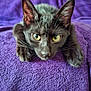 cat, black_cat, yellow_eyes, pet, animal, feline, whiskers, ears, fur, lying_down, purple_blanket, cozy, close_up, indoor, cute, curious, relaxed, soft_texture, domestic_cat, resting
