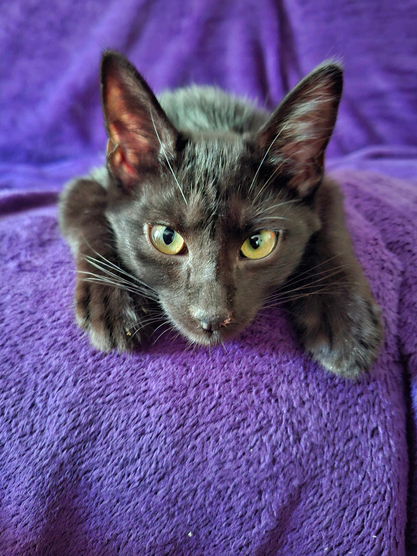 Happy participe au concours pour gagner de l'argent avec cette photo : cat, black_cat, yellow_eyes, pet, animal, feline, whiskers, ears, fur, lying_down, purple_blanket, cozy, close_up, indoor, cute, curious, relaxed, soft_texture, domestic_cat, resting