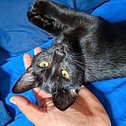 Happy a rejoint le concours — aidez-le/la à gagner de superbes lots ! affection, animal, black_cat, blue_blanket, cat, close_up, cozy, cute, domestic_animal, feline, fur, hand, indoor, mammal, pet, relaxed, resting, upside_down, whiskers, yellow_eyes