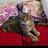 alert, animal, bed, bedroom, bedspread, cat, colorful, ears, feline, front_view, indoor, lying_down, pet, phone_screenshot, pillows, portrait, red_blanket, relaxed, tabby_cat, whiskers