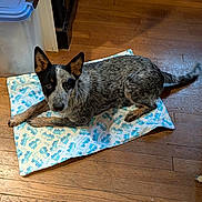 Samhain is registered to the contest to win money with this photo: animal, black, blanket, brown, curious, dog, domestic, ears, floor, fur, home, indoor, laying_down, looking, pattern, pet, resting, tail, white, wooden_floor