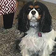 Gracie is registered to the contest to win money with this photo: animal, black, brown, carpet, cavalier_king_charles_spaniel, collar, companion, cute, dog, domestic, fur, furniture, indoor, living_room, long_ears, pet, plant, sitting, tag, white