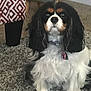 animal, black, brown, carpet, cavalier_king_charles_spaniel, collar, companion, cute, dog, domestic, fur, furniture, indoor, living_room, long_ears, pet, plant, sitting, tag, white