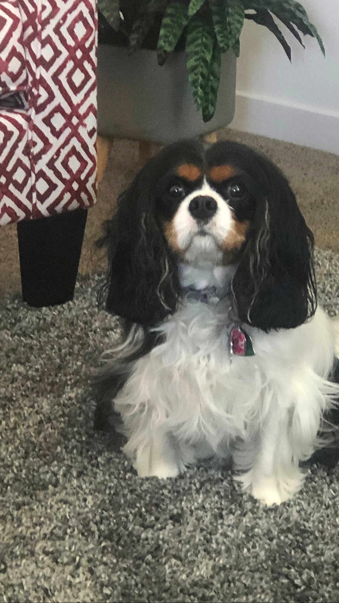Gracie