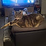 cat, tabby_cat, couch, living_room, television, indoor, furniture, relaxed, pet, animal, home, electronics, soft_lighting, domestic_cat, resting, brown_cat, feline, cozy, unimpressed, background