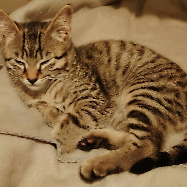 Adeline a rejoint le concours — aidez-le/la à gagner de superbes lots ! animal, blanket, cat, cozy, cute, ears, feline, fur, indoor, kitten, paw, pet, relaxed, resting, sleeping, soft, striped, tabby, whiskers, young