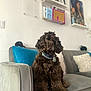 dog, brown_dog, curly_fur, pet, sitting, couch, grey_couch, pillows, blue_pillow, white_pillows, indoor, home_interior, wall_art, shelf, collar, tags, furniture, cozy, portrait, animal
