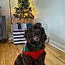 dog, brown_dog, sweater, holiday, christmas_tree, decorations, gift_bags, wooden_floor, indoor, pet, festive, cute, animal, christmas, holiday_season, flooring, sephora_bag, lamp, wall, sitting