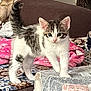 kitten, cat, tabby, white_fur, pet, indoor, blanket, couch, pink_towel, curious, small, young, animal, feline, cozy, patterned, soft, fur, paw, home