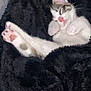 cat, sleeping, paw, blanket, fur, cozy, resting, pet, cute, animal, indoor, soft, relaxed, white, tabby, feline, comfort, nap, pink_paw, warm