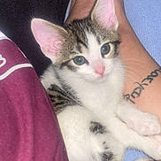 Lena joined the competition — help win amazing prizes! animal, cat, closeup, clothing, cozy, cute, domestic_cat, ears, fur, indoor, kitten, leg, person, pet, pink_nose, purple_shirt, resting, tail, tattoo, whiskers