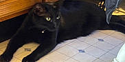 Bubz joined the competition — help win amazing prizes! alert, animal, bell, black_cat, cat, collar, domestic, feline, floor, fur, green_eyes, household, indoor, kitchen, paws, pet, resting, stretching, tile_floor, wooden_cabinet