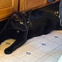 alert, animal, bell, black_cat, cat, collar, domestic, feline, floor, fur, green_eyes, household, indoor, kitchen, paws, pet, resting, stretching, tile_floor, wooden_cabinet