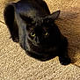 Bubz is registered to the contest to win money with this photo: animal, black_cat, carpet, cat, claws, cute, domestic_cat, ears, feline, fur, indoor, looking, lying_down, mammal, pet, relaxed, shadow, texture, whiskers, yellow_eyes