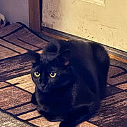 Bubz joined the competition — help win amazing prizes! alert, animal, black_cat, cat, cute, domestic_animal, door, ears, feline, floor, fur, home, indoor, loaf_position, pet, resting, rug, shadow, whiskers, yellow_eyes