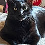 Bubz joined the competition — help win amazing prizes! animal, black_cat, cat, closeup, cozy, cute, feline, fur, green_eyes, home, indoor, looking, pet, portrait, relaxed, resting, salvation_army_sign, soft_light, texture, whiskers
