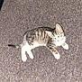 Trouble is registered to the contest to win money with this photo: animal, carpet, cat, curious, cute, domestic, feline, flash, fur, indoor, kitten, looking_up, lying_down, pet, small, striped, tabby, texture, white_paws, young