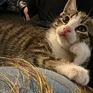Trouble joined the competition — help win amazing prizes! kitten, cat, tabby, paw, fur, close_up, resting, curious, indoor, lap, person, legs, hair, whiskers, pet, animal, cute, young, soft, relaxed