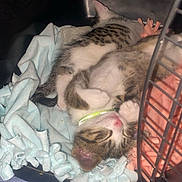 Trouble joined the competition — help win amazing prizes! animal, blanket, carrier, cat, collar, cozy, cute, feline, fur, indoor, kitten, nose, paw, pet, resting, sleeping, snuggling, soft, tabby, young