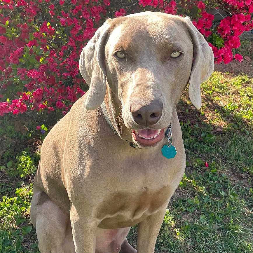 Gunner