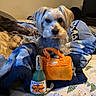 animal, bed, blanket, blue_blanket, canine, cozy, cute, dog, domestic, fur, indoor, looking_at_camera, orange_handbag, pet, plush_toy, resting, room, small_dog, stuffed_toy, toy_bottle