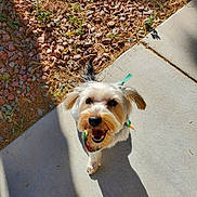 Ava joined the competition — help win amazing prizes! bandana, black_nose, concrete, daylight, dog, ears, fur, grass, happy, looking_up, nature, outdoor, pet, plants, rocks, shadow, sidewalk, small_dog, sunlight, tongue