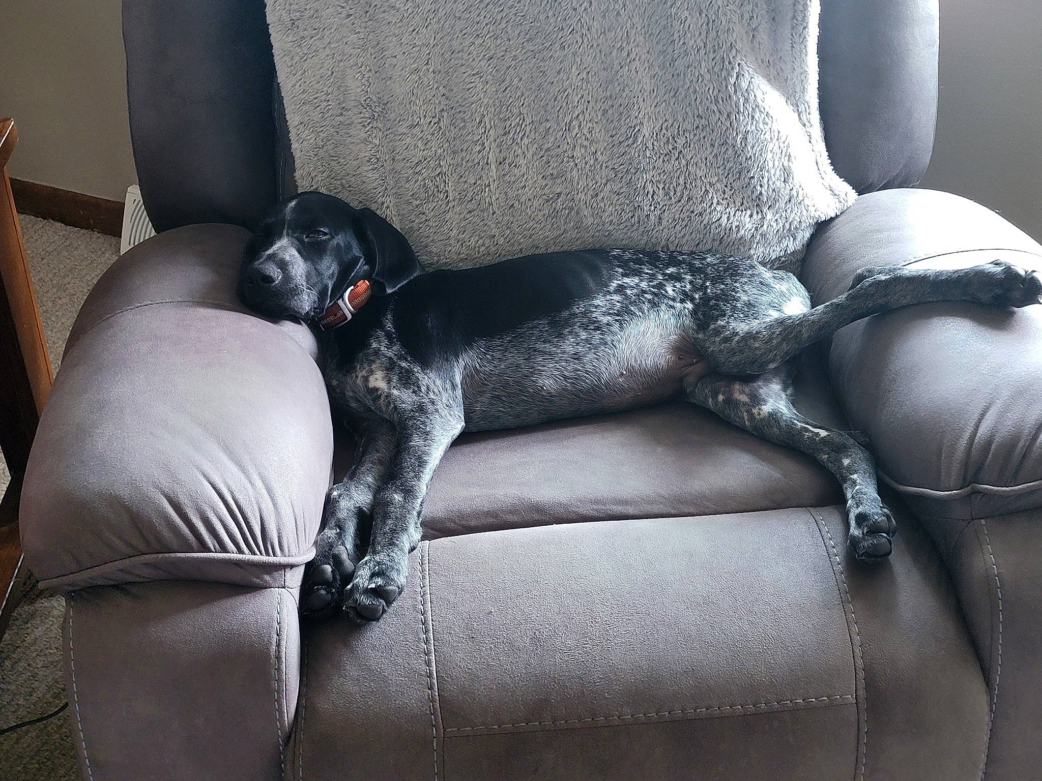 Charlie joined the competition — help win amazing prizes! armrest, auto_part, canidae, car_seat, car_seat_cover, carnivore, comfort, companion_dog, couch, dog, dog_breed, furniture, grey, head_restraint, human_leg, snout, sporting_group, vehicle, vehicle_door, working_animal