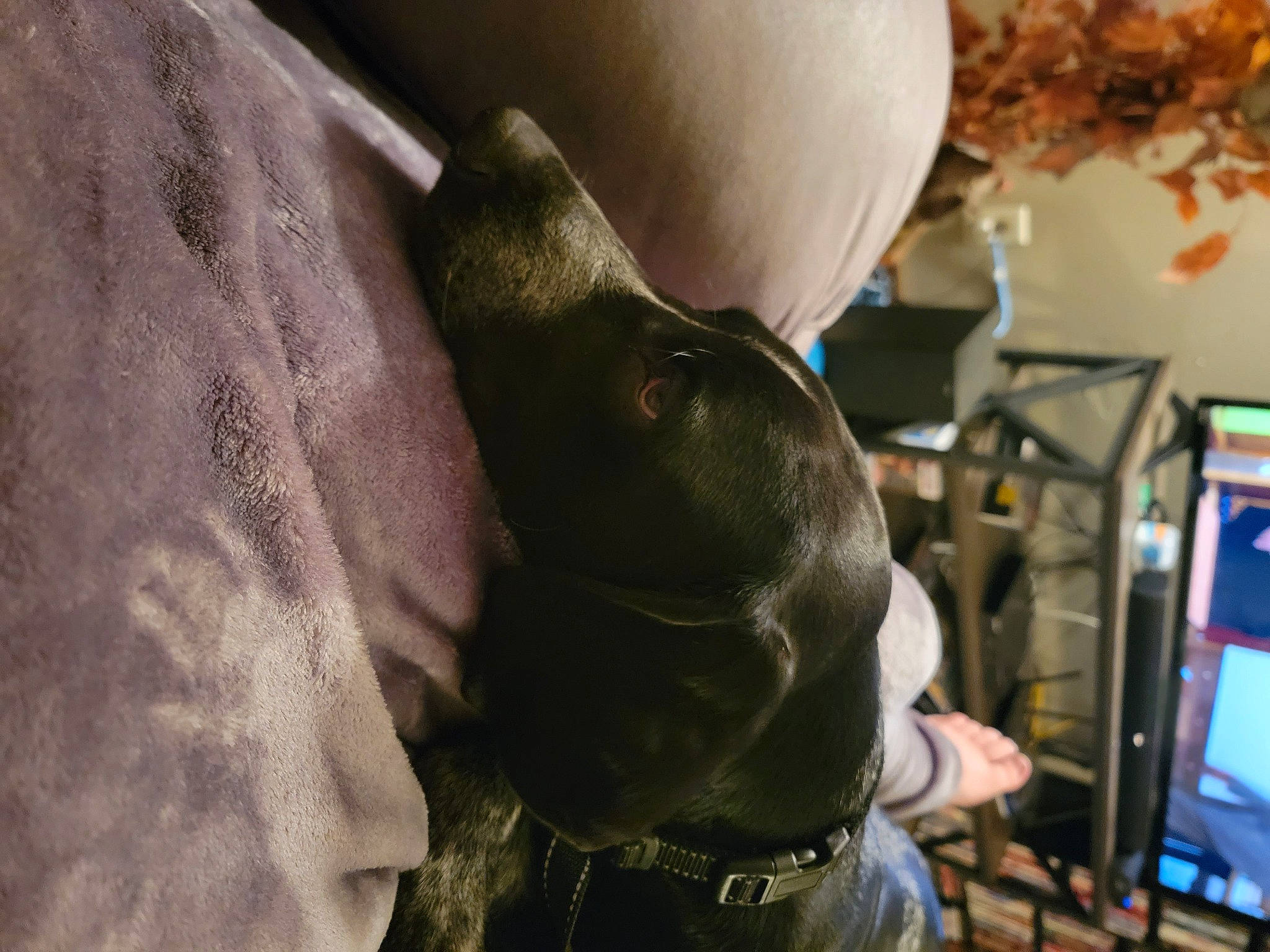 Charlie joined the competition — help win amazing prizes! canidae, carnivore, collar, companion_dog, dog, dog_breed, ear, fawn, fur, gesture, guard_dog, machine, nail, non_sporting_group, sporting_group, television, tree, working_animal, wrist