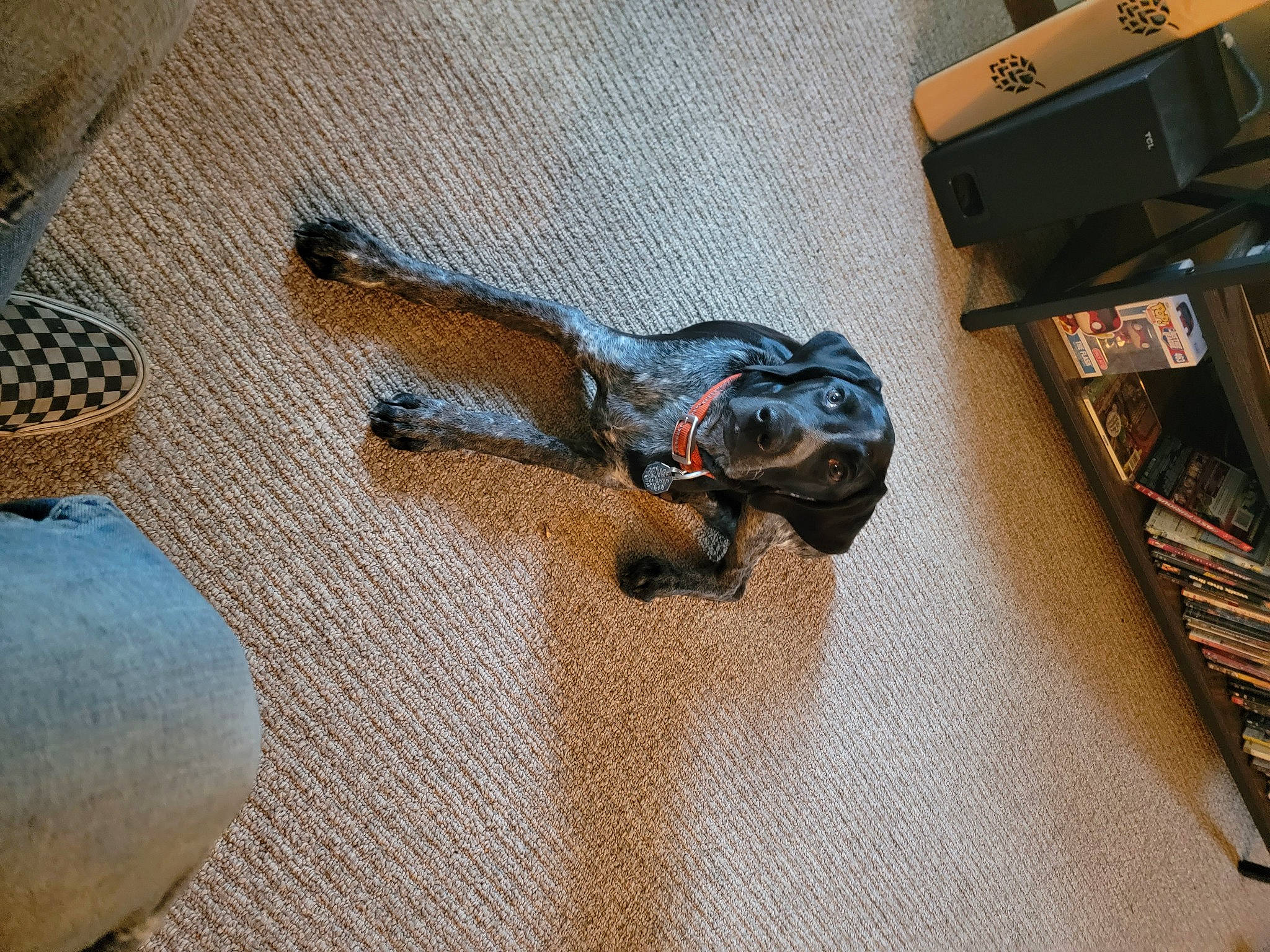 Charlie joined the competition — help win amazing prizes! audio_equipment, auto_part, camera, camera_lens, cameras_optics, computer_hardware, digital_camera, fashion_accessory, flooring, hardwood, machine, metal, pattern, reflex_camera, room, wood, working_animal, wrist