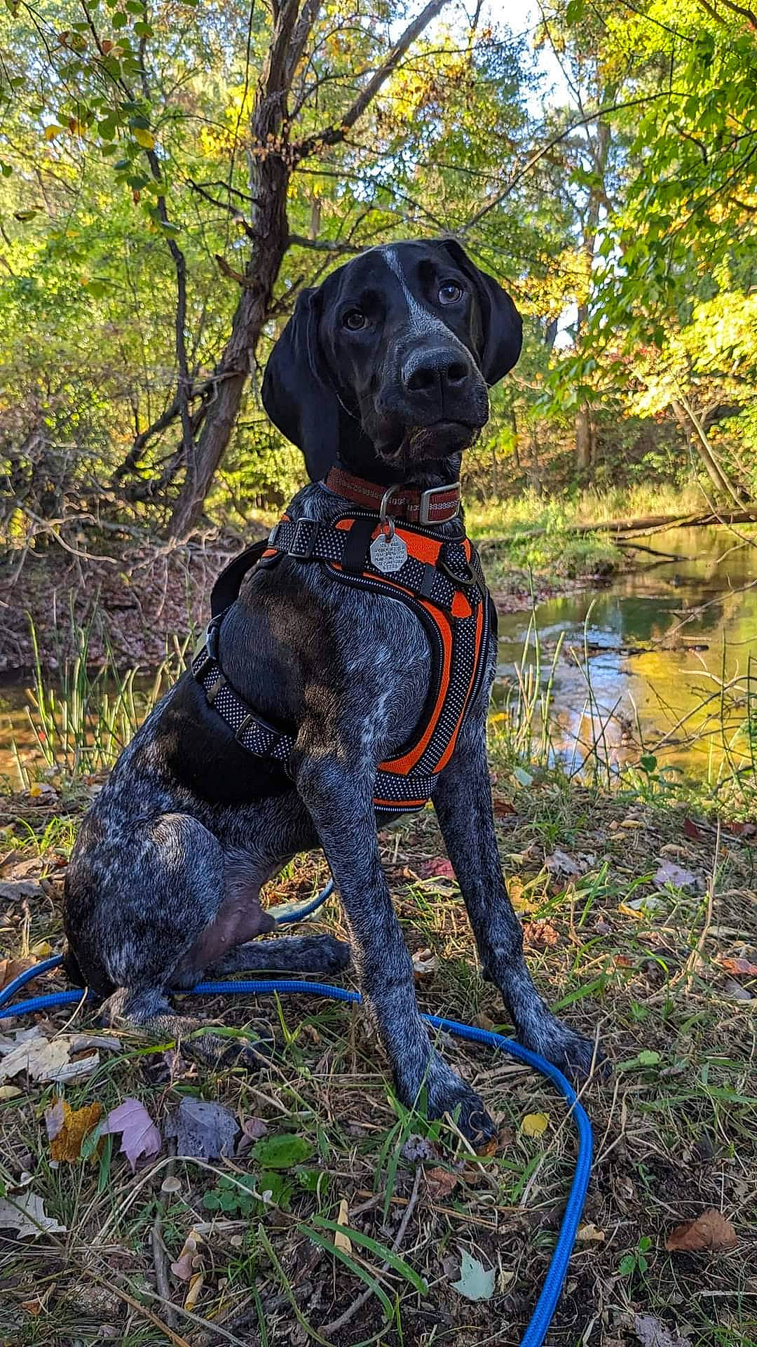 Charlie is registered to the contest to win money with this photo: adventure, canidae, carnivore, collar, companion_dog, dog, dog_breed, dog_collar, dog_supply, fawn, grass, guard_dog, gun_dog, plant, snout, sporting_group, tail, tree, water, working_animal