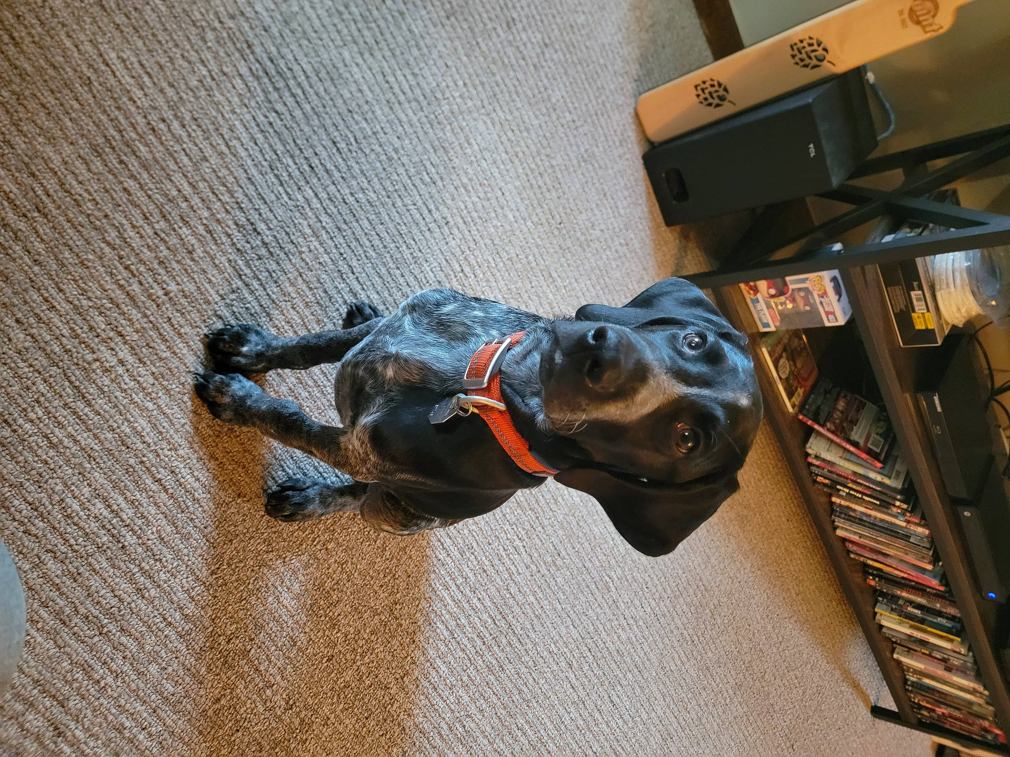 Charlie is registered to the contest to win money with this photo: audio_equipment, carmine, carnivore, companion_dog, denim, dog, dog_breed, elbow, fawn, flooring, fur, guard_dog, hardwood, leash, machine, personal_protective_equipment, sporting_group, wood, working_animal, wrist