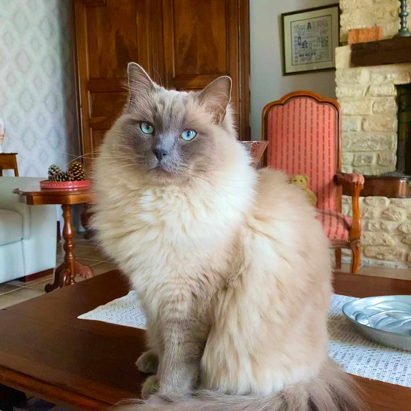 Neels a rejoint le concours — aidez-le/la à gagner de superbes lots ! armchair, blue_eyes, bowl, calm, cat, cozy, decor, feline, fireplace, fluffy, furniture, home, indoor, living_room, pet, pinecones, portrait, sitting, tablecloth, wooden_table