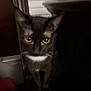 cat, black_cat, yellow_eyes, white_patch, indoor, pet, animal, feline, close_up, dim_light, curious, portrait, mammal, whiskers, ears, face, looking, dark_background, shadow, domestic_cat