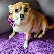 Bell joined the competition — help win amazing prizes! dog, small_dog, tan_dog, purple_bow, pet, indoor, couch, purple_blanket, cute, animal, fur, sitting, looking, ears, whiskers, nose, eyes, tail, companion, domestic_animal