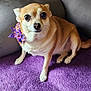 dog, small_dog, tan_dog, purple_bow, pet, indoor, couch, purple_blanket, cute, animal, fur, sitting, looking, ears, whiskers, nose, eyes, tail, companion, domestic_animal